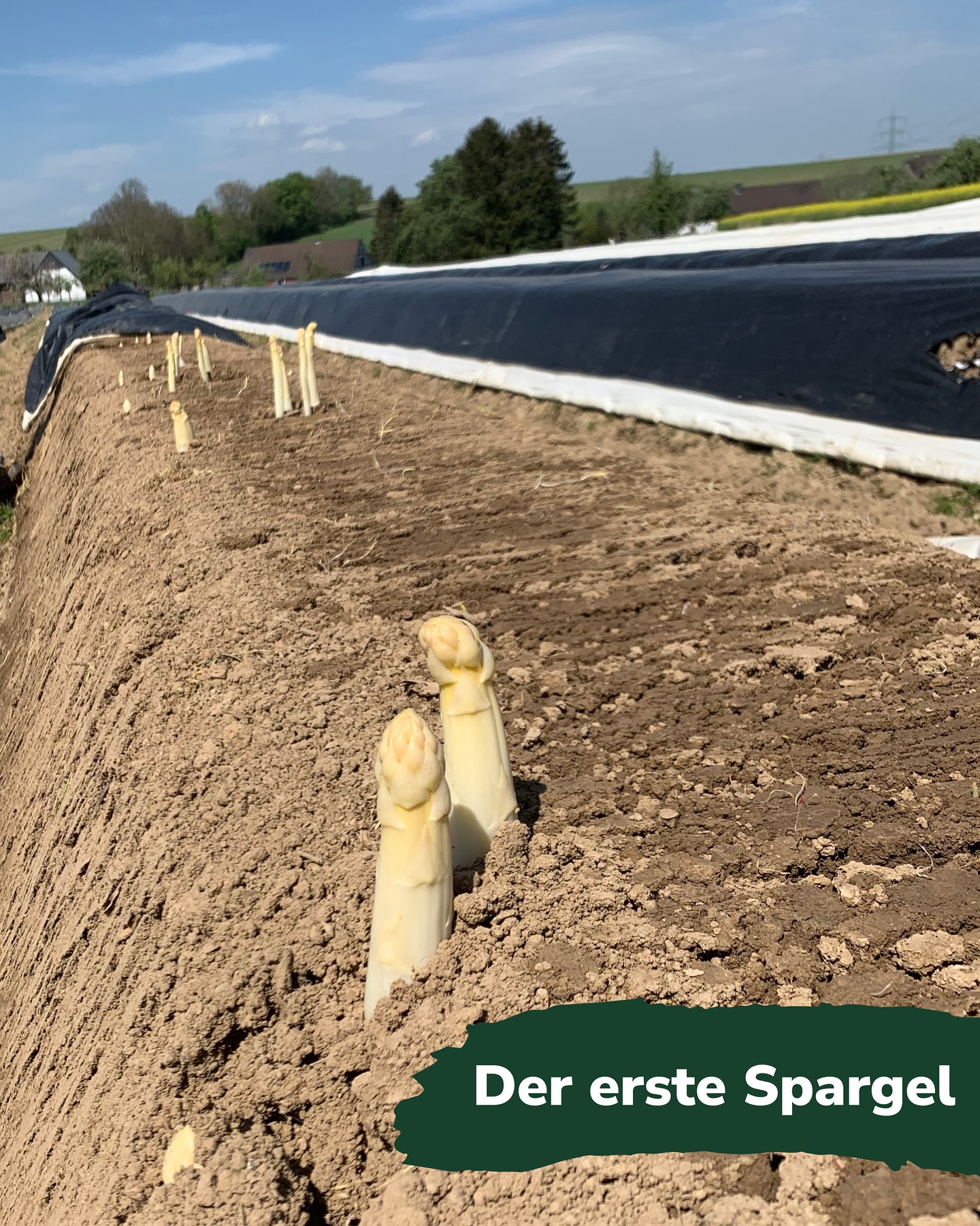 spargelhof_kuhlendahl auf Instagram